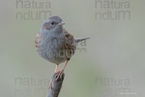 Foto di Passera scopaiola (Prunella modularis)