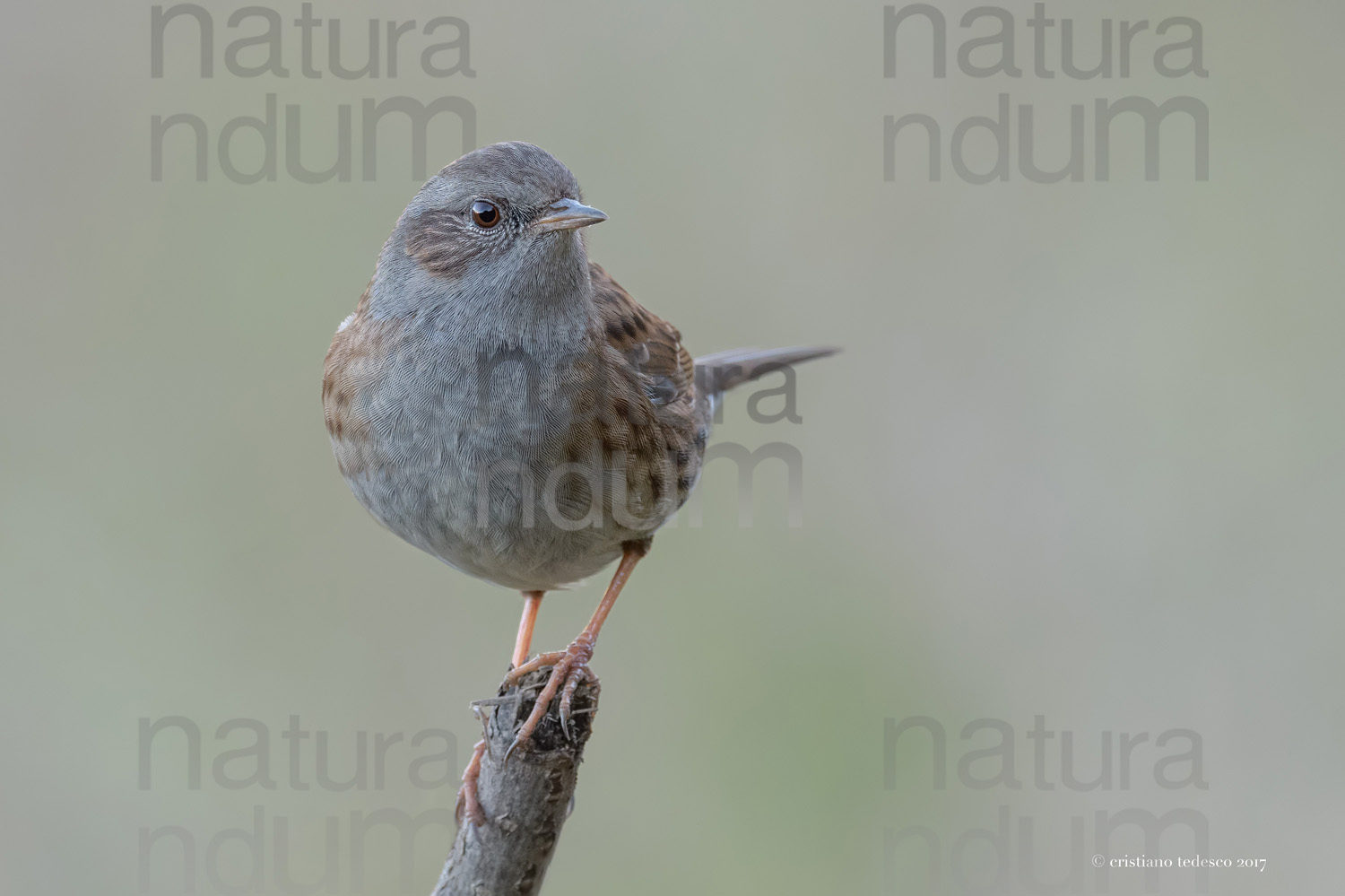 Foto di Passera scopaiola (Prunella modularis)