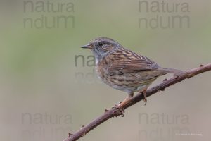 Foto di Passera scopaiola (Prunella modularis)