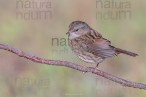 Foto di Passera scopaiola (Prunella modularis)