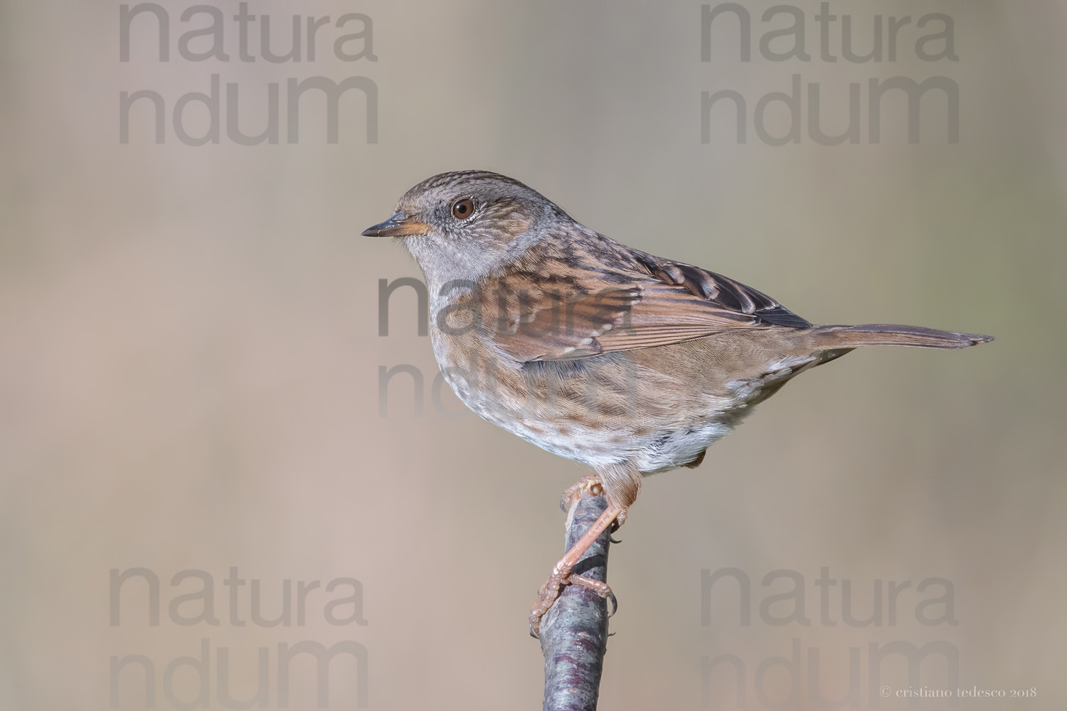 Foto di Passera scopaiola (Prunella modularis)