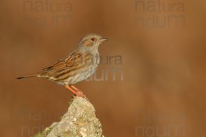 Foto di Passera scopaiola (Prunella modularis)