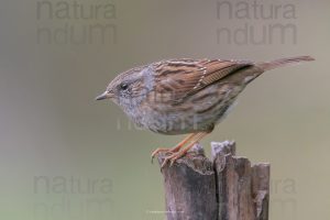 Foto di Passera scopaiola (Prunella modularis)