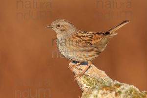 Foto di Passera scopaiola (Prunella modularis)