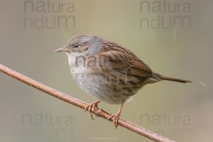 Foto di Passera scopaiola (Prunella modularis)