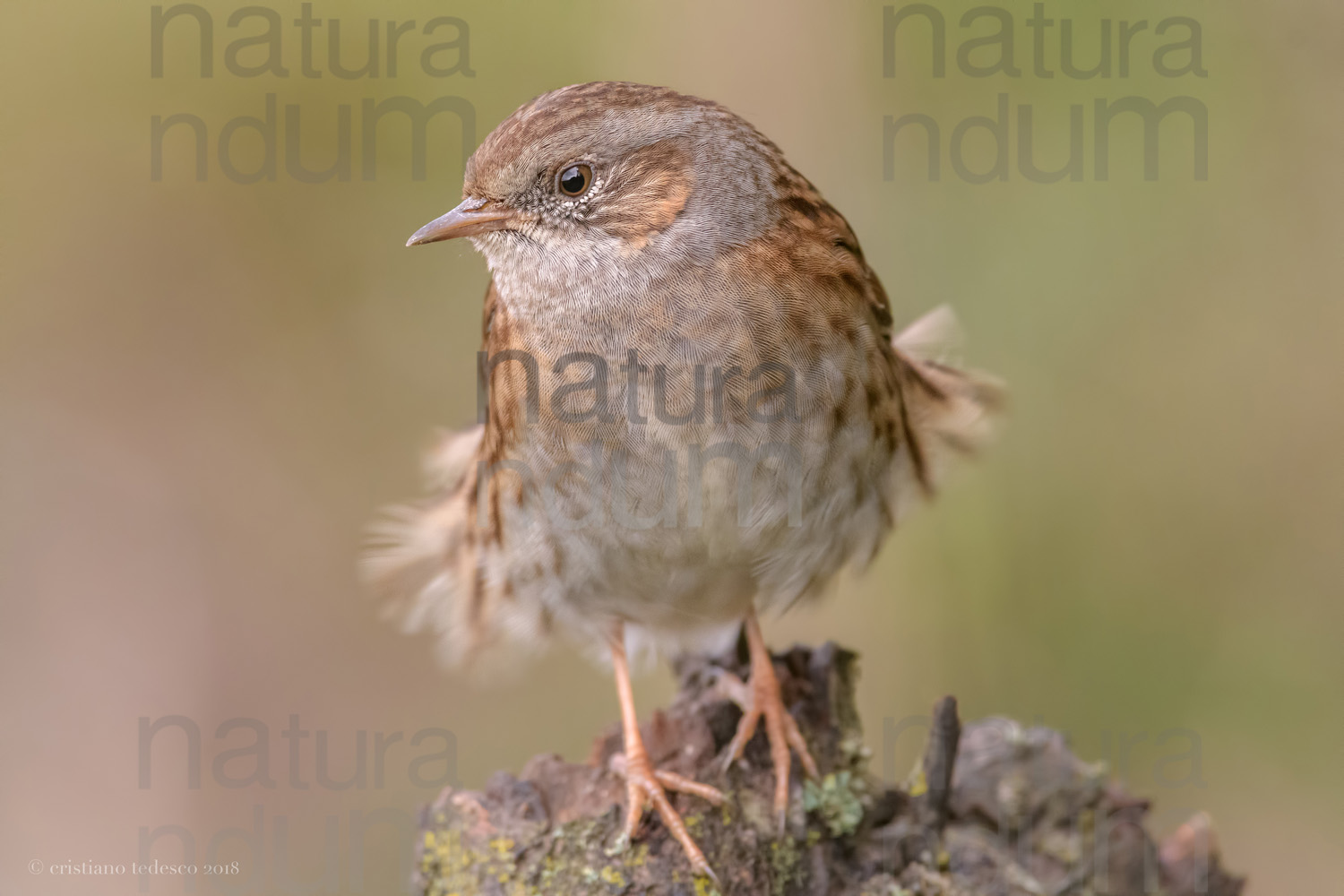 Foto di Passera scopaiola (Prunella modularis)