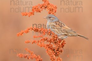 Foto di Passera scopaiola (Prunella modularis)