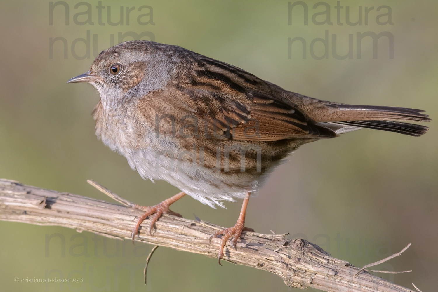 Foto di Passera scopaiola (Prunella modularis)