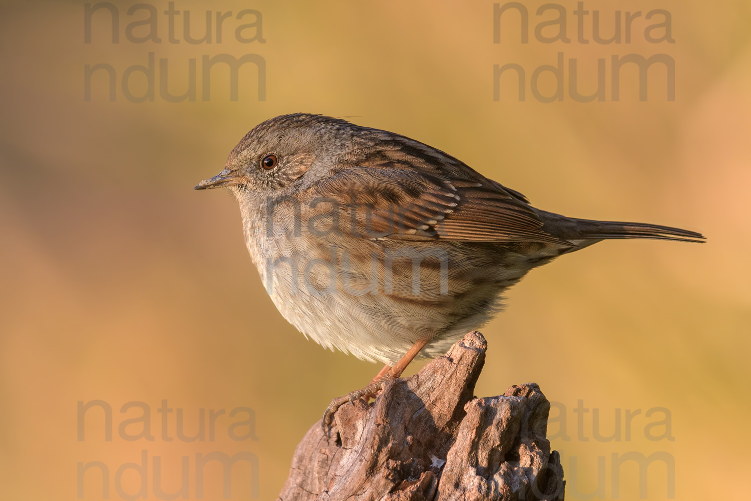 Foto di Passera scopaiola (Prunella modularis)