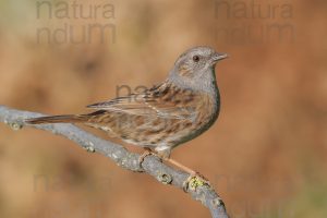 Foto di Passera scopaiola (Prunella modularis)