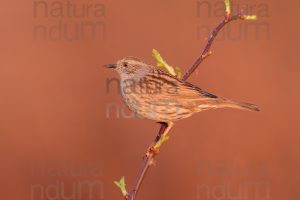 Foto di Passera scopaiola (Prunella modularis)