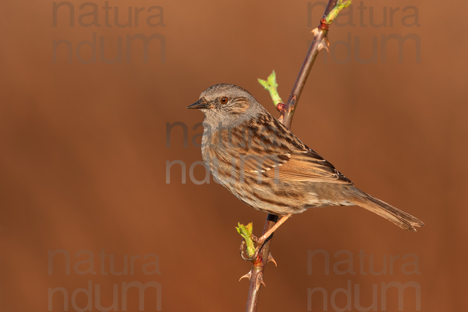 Foto di Passera scopaiola (Prunella modularis)