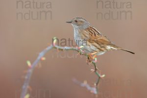 Foto di Passera scopaiola (Prunella modularis)