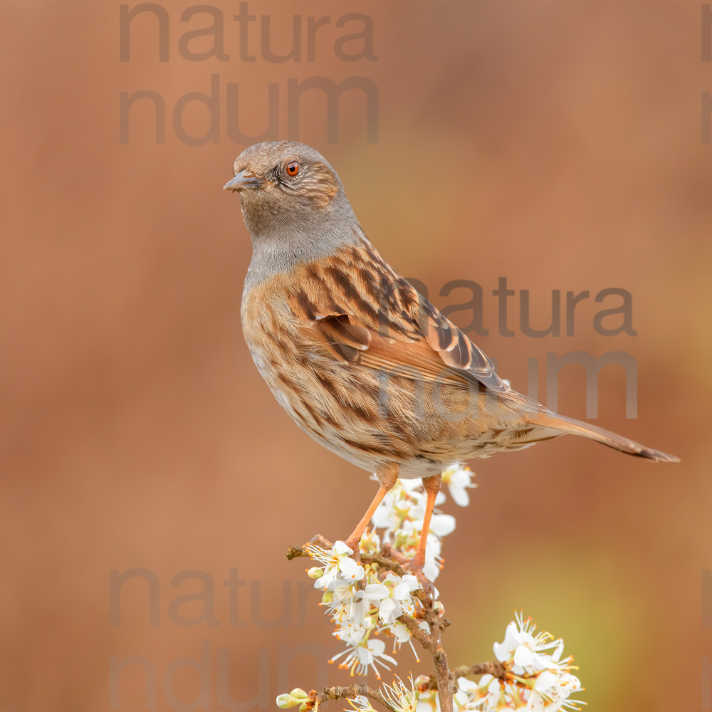 Foto di Passera scopaiola (Prunella modularis)