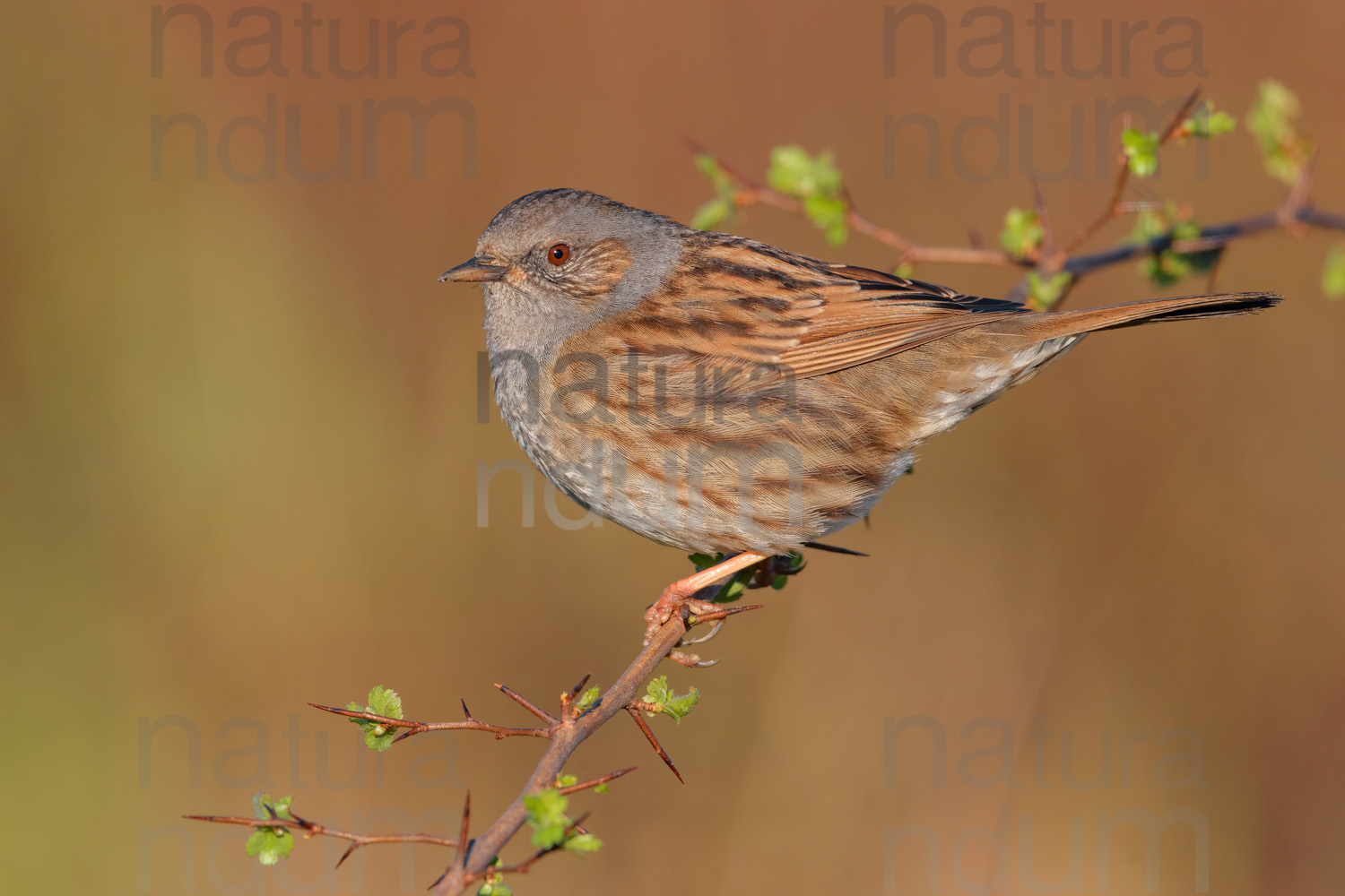 Foto di Passera scopaiola (Prunella modularis)