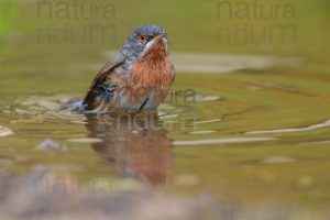Photos of Subalpine Warbler (Sylvia cantillans)