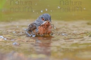 Foto di Sterpazzolina (Sylvia cantillans)