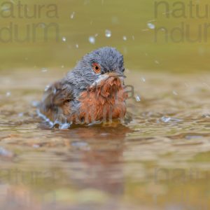 Photos of Subalpine Warbler (Sylvia cantillans)
