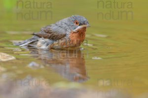 Photos of Subalpine Warbler (Sylvia cantillans)
