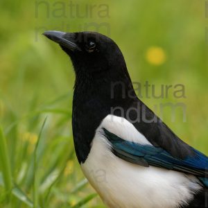 Photos of Eurasian Magpie (Pica pica)