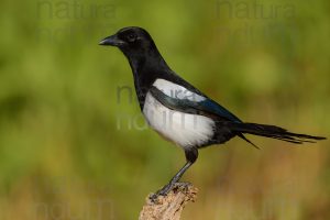 Photos of Eurasian Magpie (Pica pica)