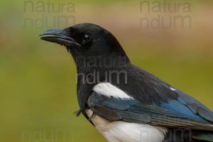 Photos of Eurasian Magpie (Pica pica)