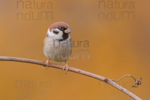 Foto di Passera mattugia (Passer montanus)