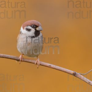 Foto di Passera mattugia (Passer montanus)