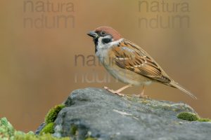 Foto di Passera mattugia (Passer montanus)