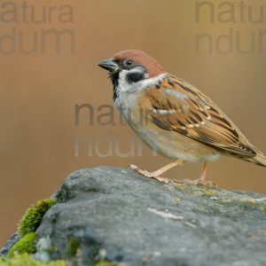 Foto di Passera mattugia (Passer montanus)