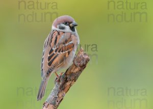 Foto di Passera mattugia (Passer montanus)