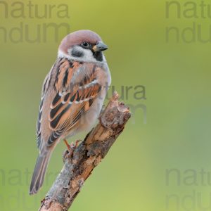 Foto di Passera mattugia (Passer montanus)