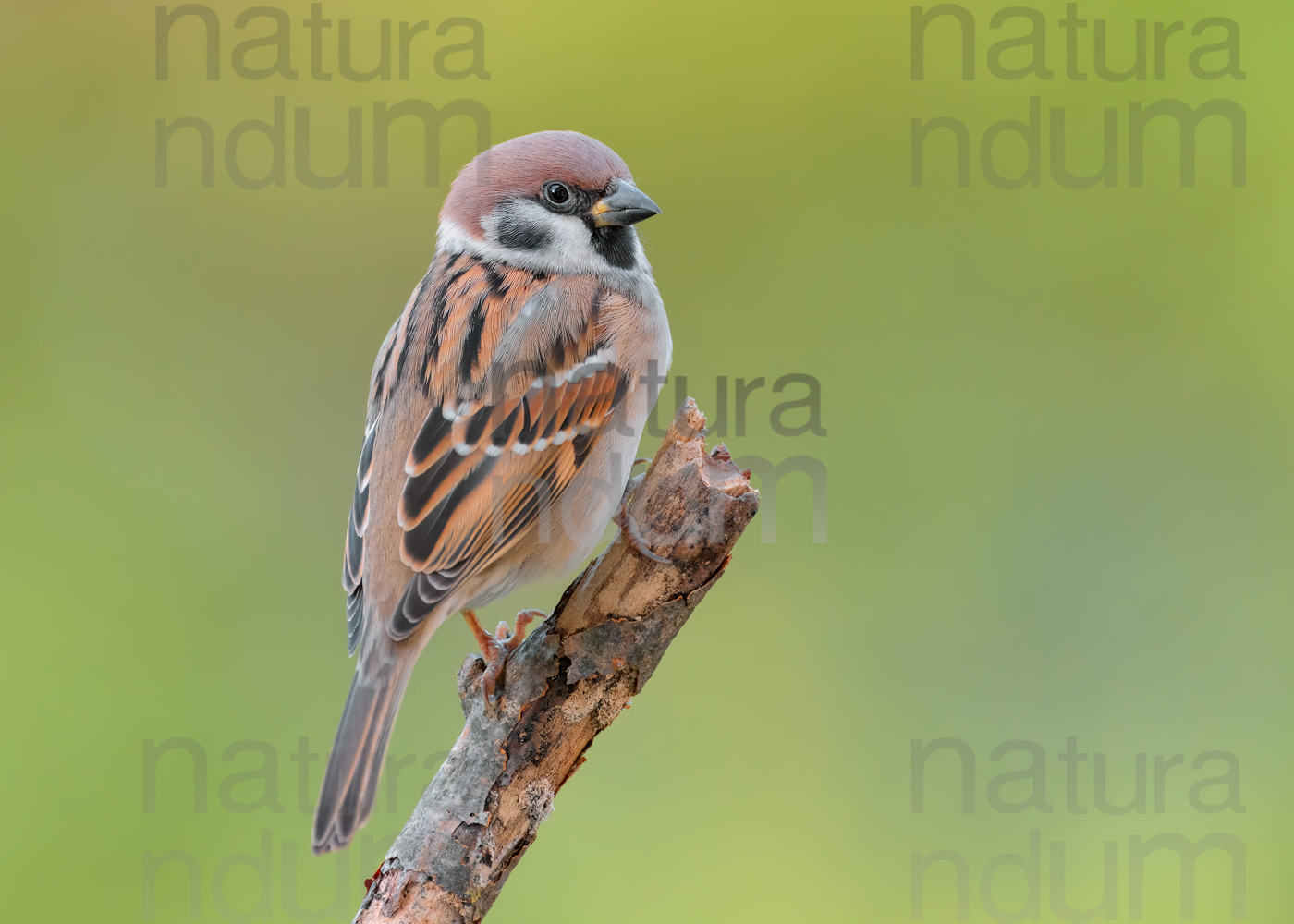 Foto di Passera mattugia (Passer montanus)