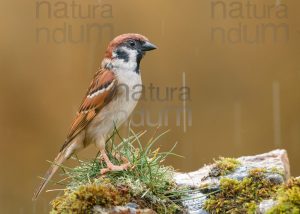 Foto di Passera mattugia (Passer montanus)