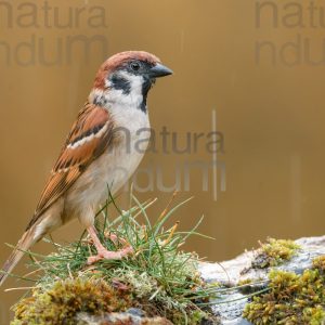 Photos of Eurasian Tree Sparrow (Passer montanus)