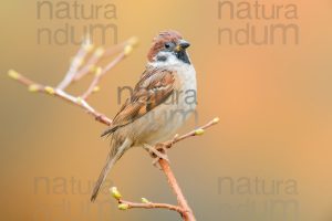 Foto di Passera mattugia (Passer montanus)