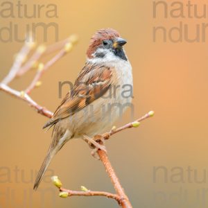 Photos of Eurasian Tree Sparrow (Passer montanus)