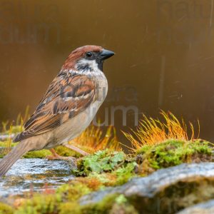 Photos of Eurasian Tree Sparrow (Passer montanus)