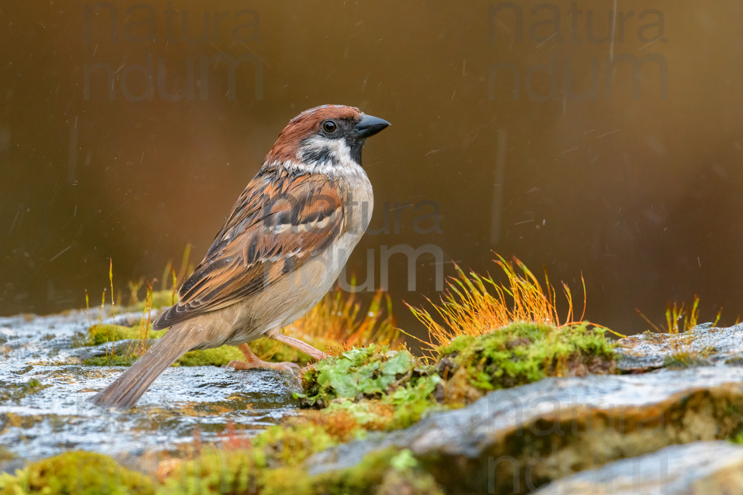 Foto di Passera mattugia (Passer montanus)