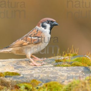 Photos of Eurasian Tree Sparrow (Passer montanus)