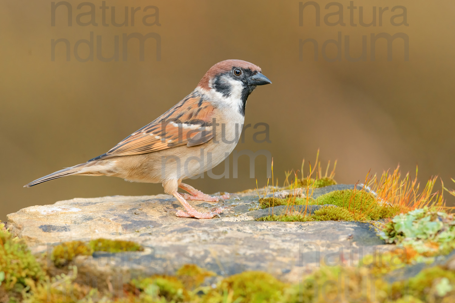 Foto di Passera mattugia (Passer montanus)