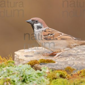 Photos of Eurasian Tree Sparrow (Passer montanus)