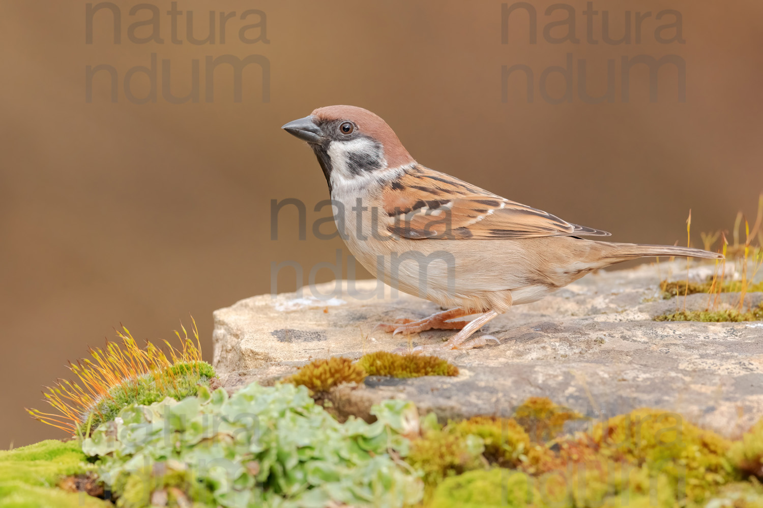 Foto di Passera mattugia (Passer montanus)