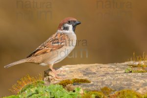 Photos of Eurasian Tree Sparrow (Passer montanus)