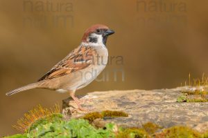 Foto di Passera mattugia (Passer montanus)