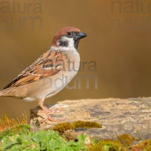 Foto di Passera mattugia (Passer montanus)