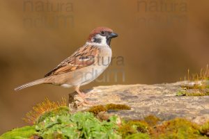 Photos of Eurasian Tree Sparrow (Passer montanus)