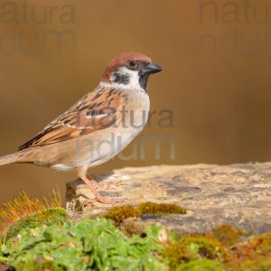 Photos of Eurasian Tree Sparrow (Passer montanus)