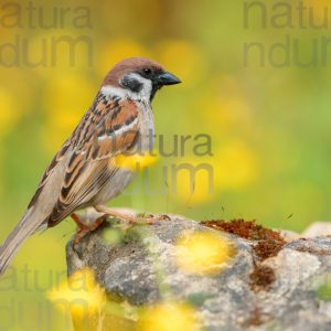 Photos of Eurasian Tree Sparrow (Passer montanus)