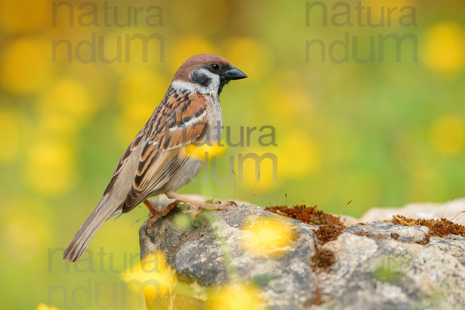 Foto di Passera mattugia (Passer montanus)